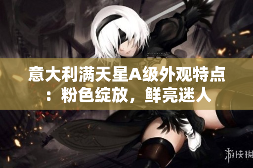 意大利满天星A级外观特点：粉色绽放，鲜亮迷人