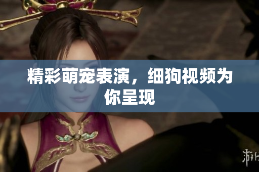 精彩萌宠表演，细狗视频为你呈现